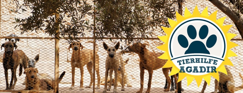 HundeMädchen SARA Morocco Tierhilfe Agadir