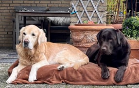 Impressum | Labrador und Golden Retriever Notfälle