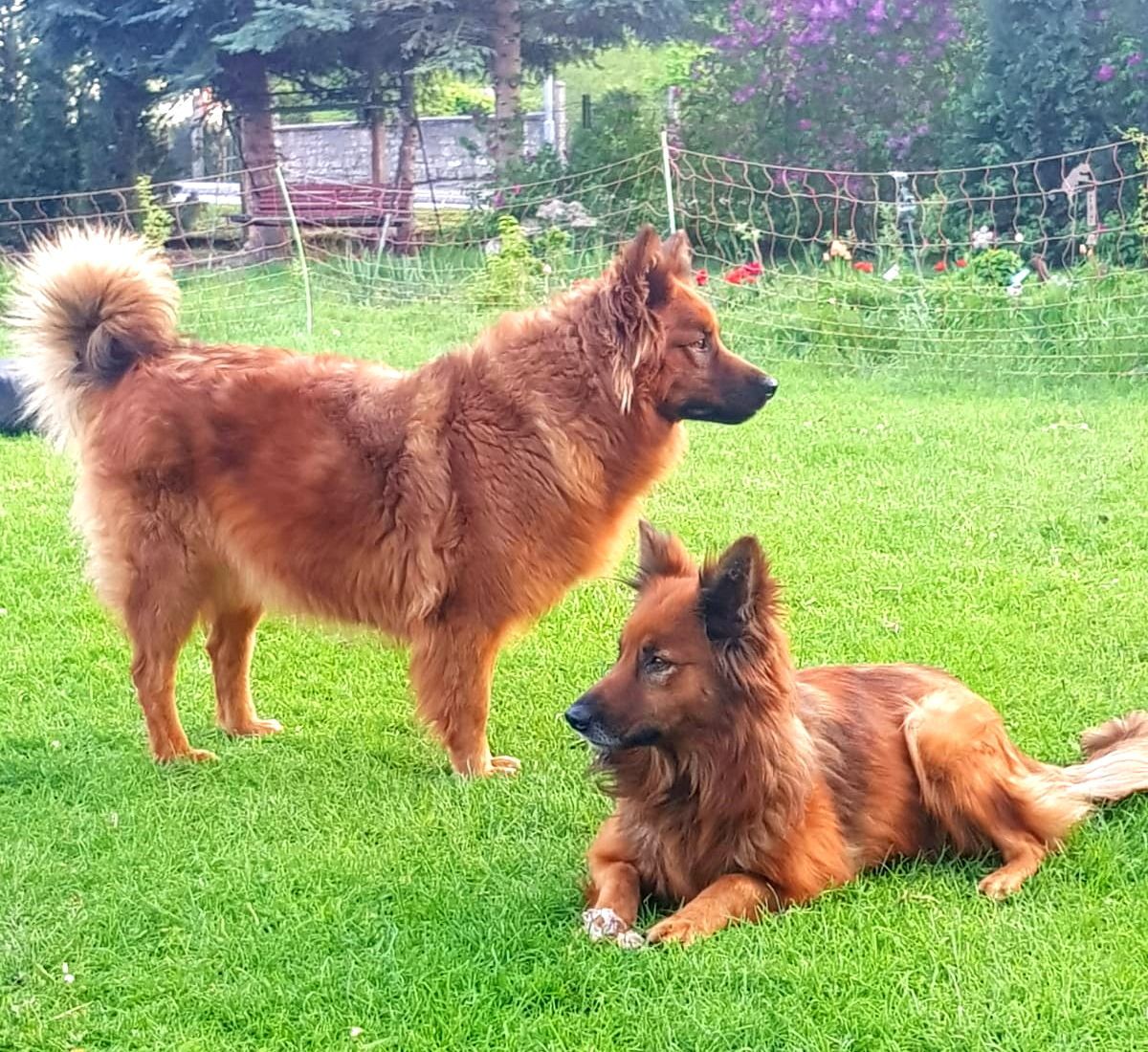 Unsere 2 Harzer Füchse: Senta & Frieda - Hunde