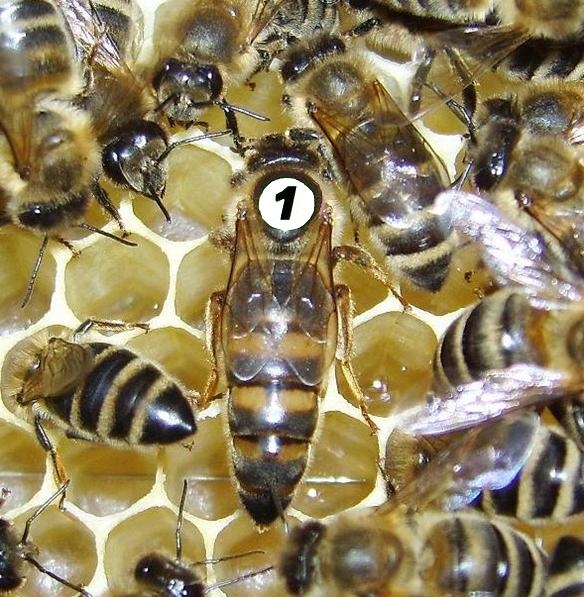 Bienenkönigin auf Wachsplatte