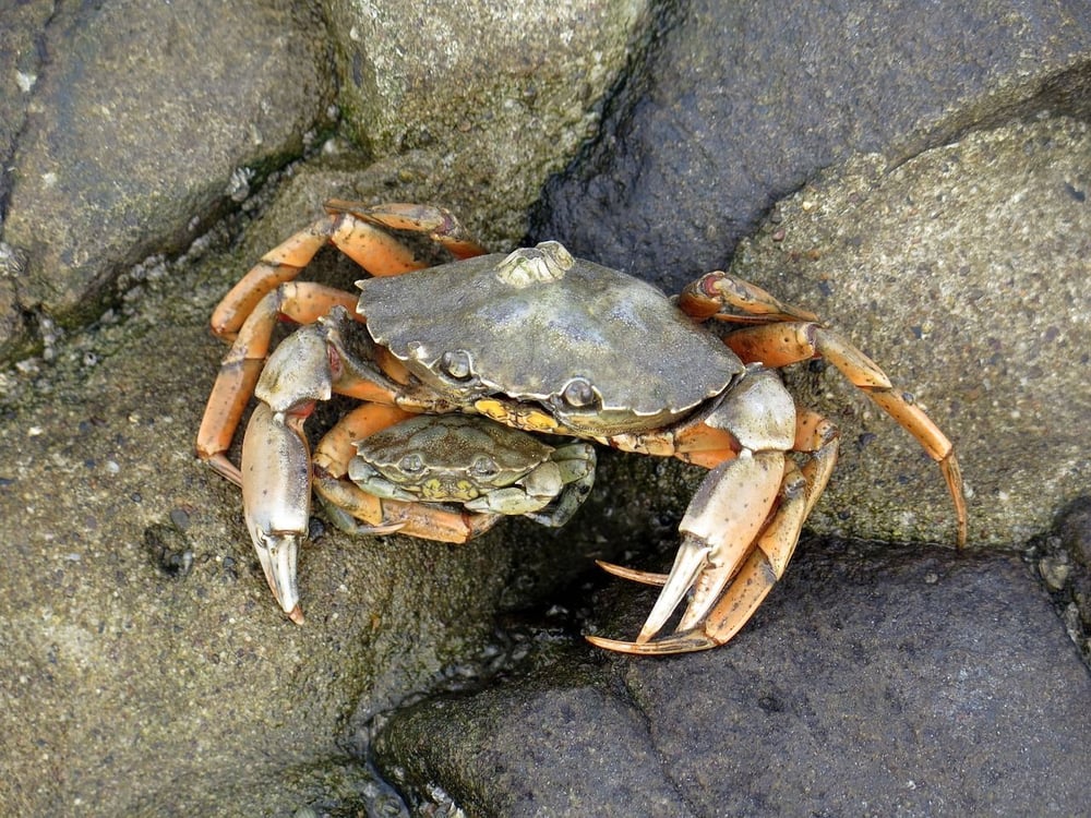 Krabbe Dwarslooper Moin Mehrblick Meerblick Nordsee Penthouse
