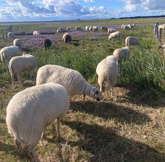 Schafe in der Natur - Aufgaben | Inselschafe