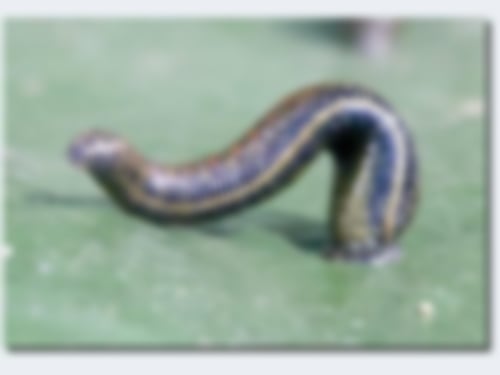 Blutegeltherapie in der Heilpraktiker Praxis Münster von Iris Kreuzheck-Koch