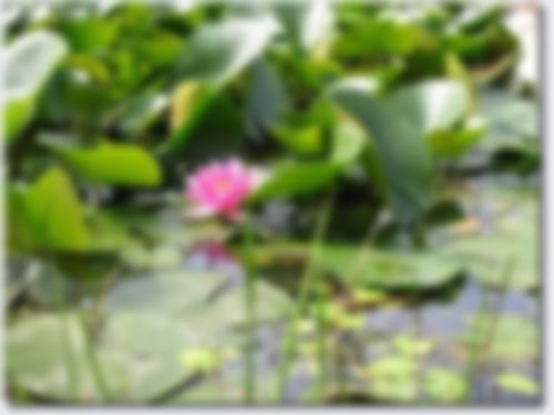 Blutegeltherapie in der Heilpraktiker Praxis Münster von Iris Kreuzheck-Koch