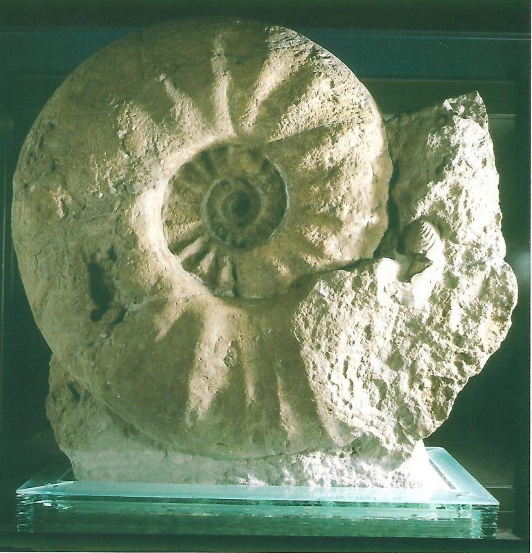 Die Seppenrader Ammoniten | Heimatverein