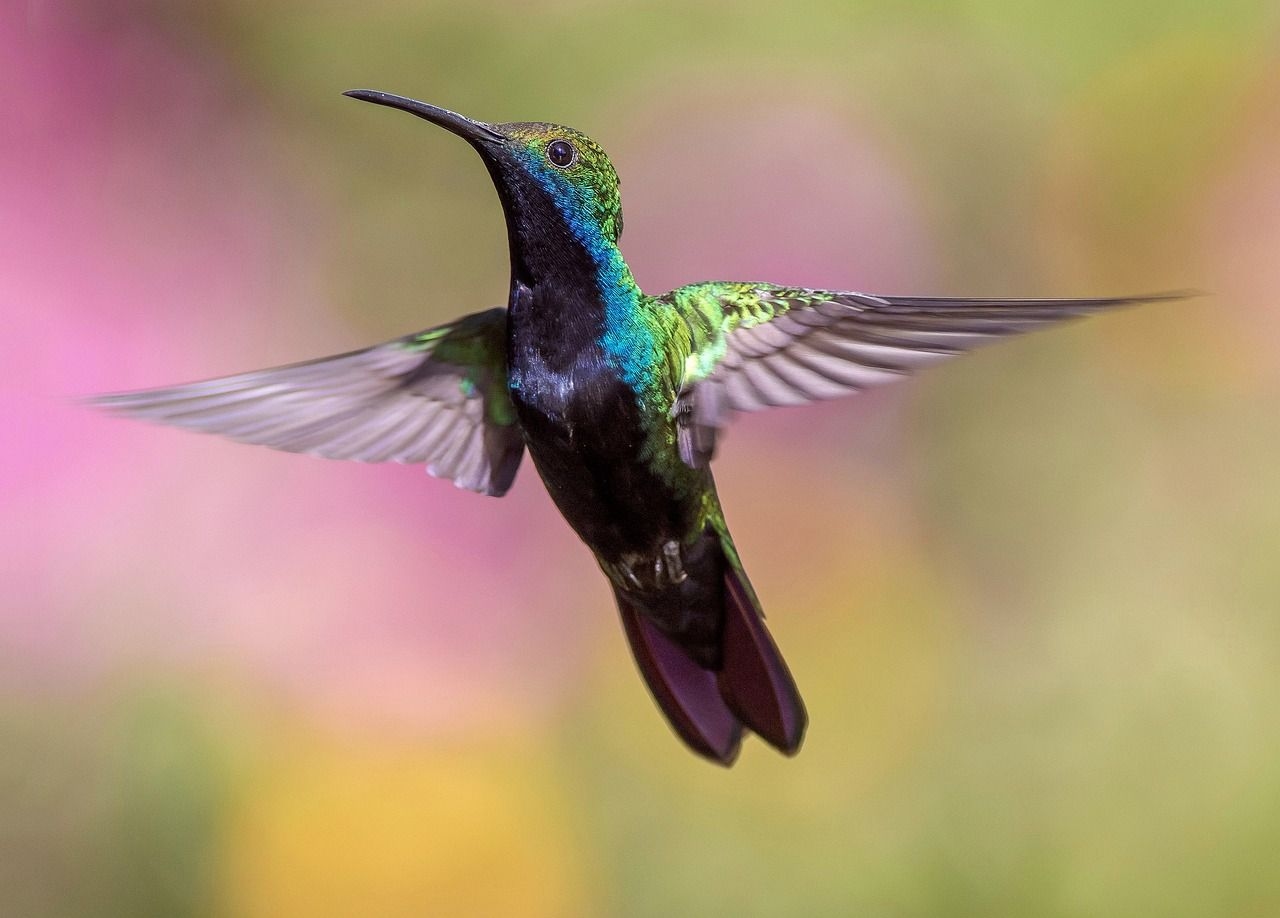 Kolibri im Schwebeflug