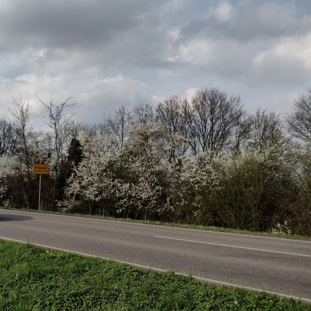 Schwarzdorn an der Reeser Straße (Foto: Vrasselt Online)