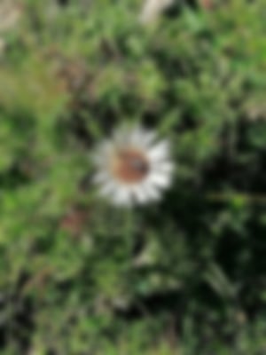 Silberdistel Sie steht unter Naturschutz und wurde zur Blume des Jahres 1997 gewählt.