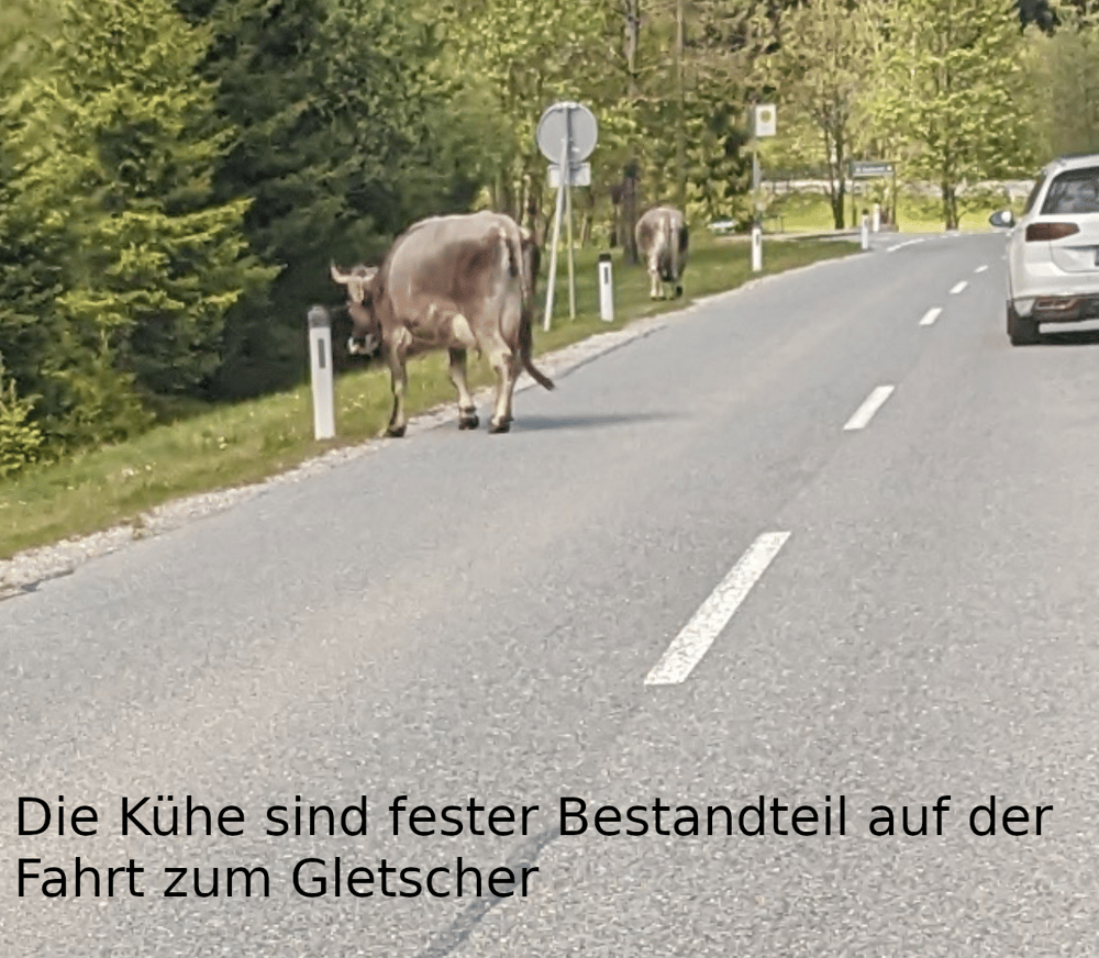 Kühe auf der Landstraße zum Gletscher