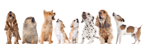 Impressum | Hundesalon in Homberg (Ohm)