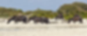 Wildpferde auf der Giara di Gesturi
