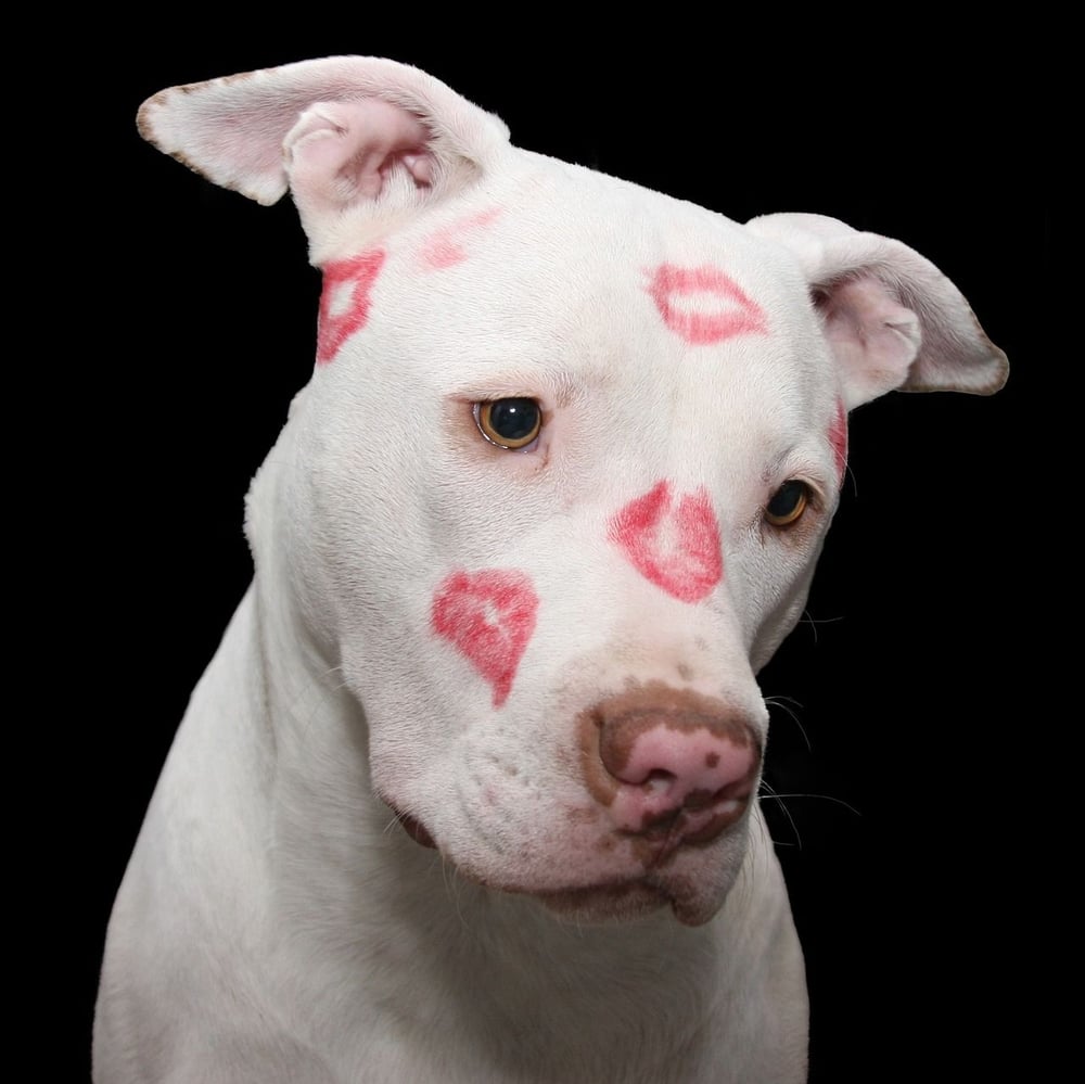 Hund mit Lippenstift