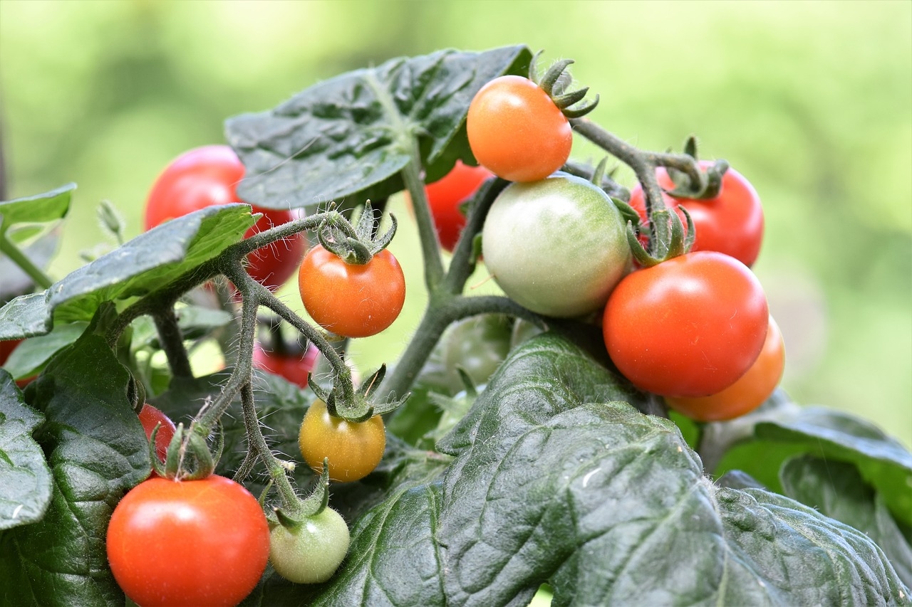 Busch- und Balkontomaten