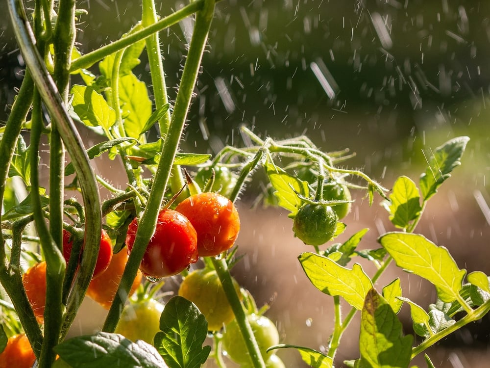 Krautfäuleresistente Tomaten