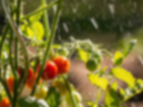 Krautfäuleresistente Tomaten