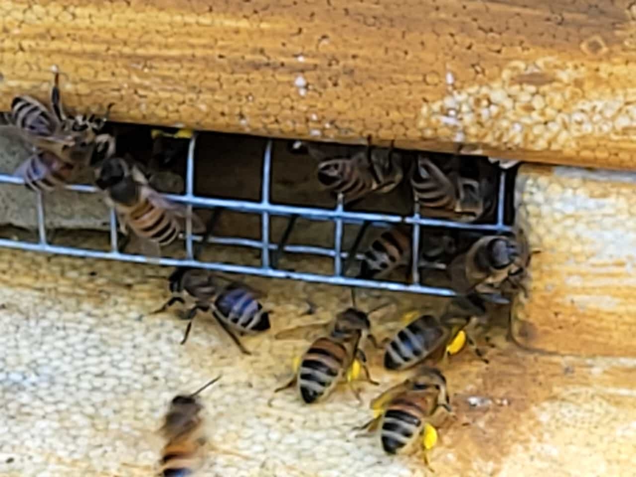 Bienen