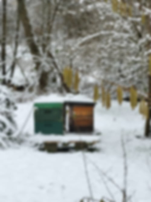Bienenstock im Winter