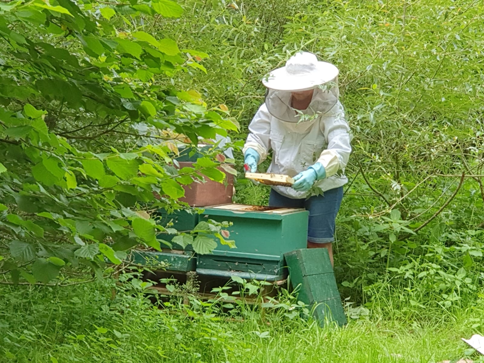 Bienenstock im Wald
