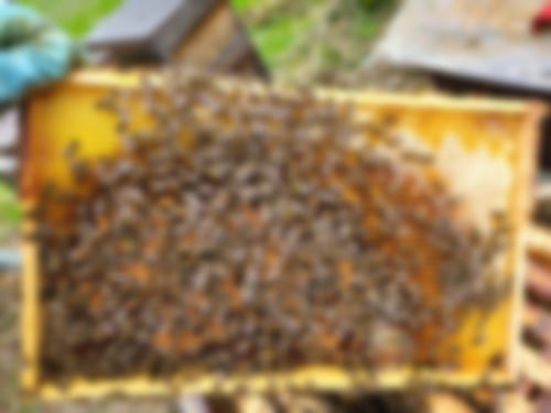 Bienen Bienenwaben