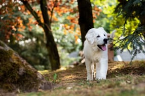 Impressum | Die Hundeschule in Holzwickede