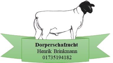 Dorper Dorperschafzucht Brinkmann Logo