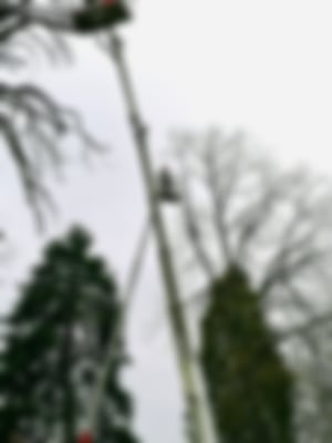 Baumpflege_02