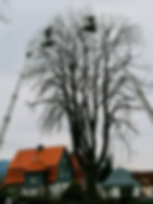 Baumpflege_01