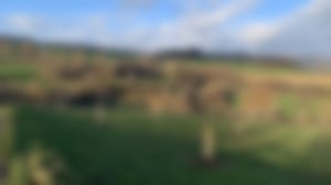 Pflanzung und Ansaat_03