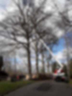 Baumpflege_04