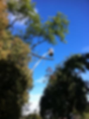 Baumfällung_01