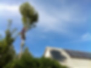 Baumfällung_02