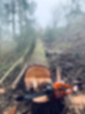 Baumfällung_05