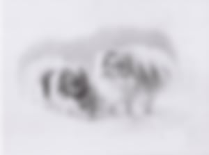 Katja Dahms, 2 Spitze von Ines, Bleistiftzeichnung