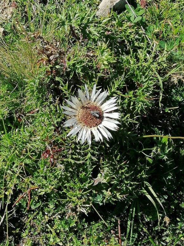 Silberdistel Sie steht unter Naturschutz und wurde zur Blume des Jahres 1997 gewählt.